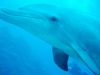 DOLPHIN.sized.jpg