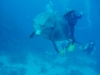 Dolphin_Divers.jpg