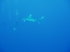 PC080252.sized.jpg