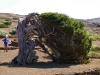 El_Hierro_320.sized.jpg
