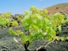 107web04.sized.jpg