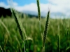 113web04.sized.jpg