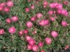 Hierro_010.thumb.jpg