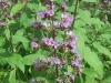 Hierro_026.sized.jpg