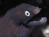 BabyMoray.sized.jpg