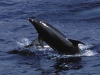 Dolphins.sized.jpg