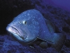 DuskyGrouper.jpg