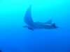 Manta_1.sized.jpg