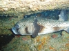 PB240084.sized.jpg