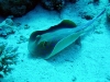 PC080267.sized.jpg