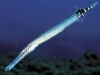 TrumpetFish.sized.jpg