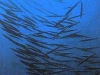 images1.jpg