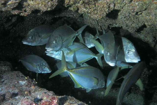white trevally's k 2