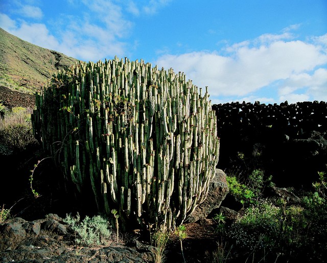 099web04