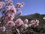 Almond blossom