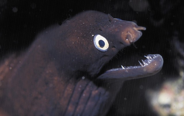 BabyMoray