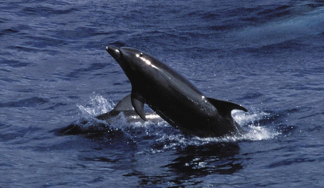 Dolphins