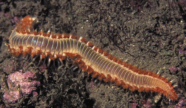 FireWorm