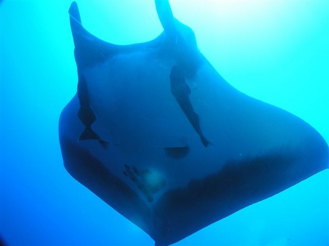 Manta 2