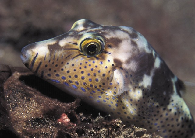 Sharpnose