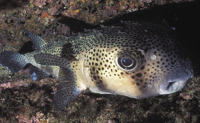 SpottedBurrfish