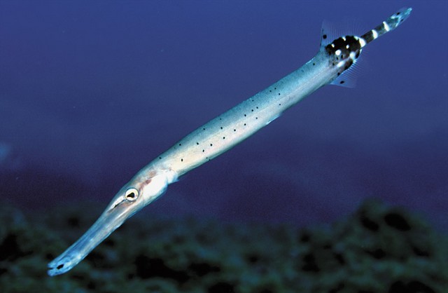 TrumpetFish