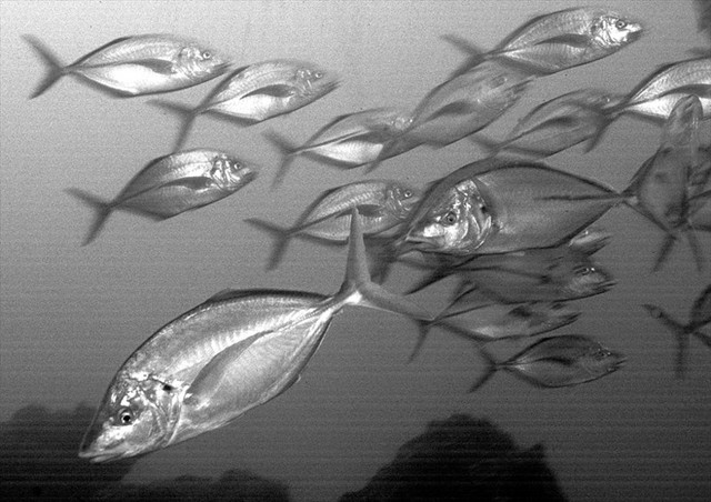 Tuna
