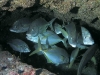 white_trevally_s_k_2sized.jpg